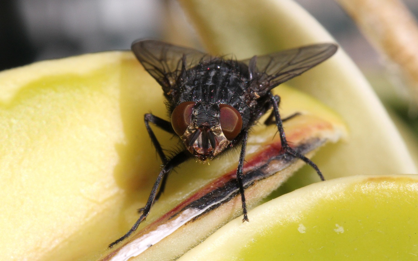 Calliphora vicina ♀ (Calliphoridae)